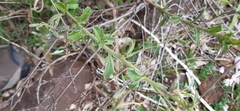 Diplopeltis huegelii