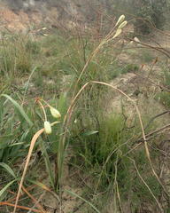 Moraea spathulata