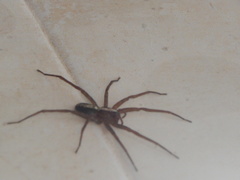 Pardosa