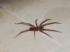 Pardosa