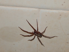 Pardosa