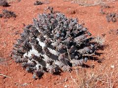 Euphorbia namibensis