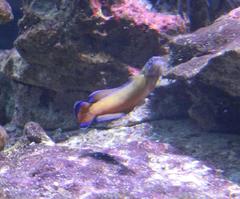 Pseudochromis dutoiti