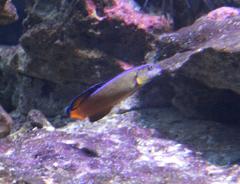 Pseudochromis dutoiti