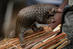 Phataginus tricuspis