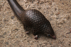 Phataginus tricuspis