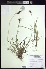 Carex atratiformis