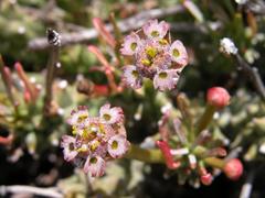 Euphorbia pentops