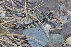 Angaracris barabensis