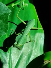 Rhombodera