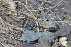 Angaracris barabensis