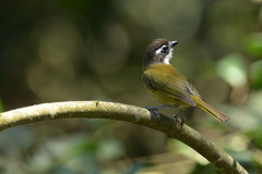 Chlorospingus flavopectus