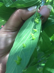 Celticecis spiniformis