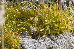 Silene turgida