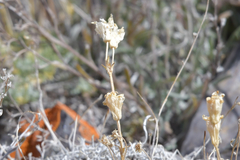 Silene turgida