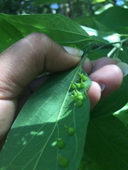 Celticecis spiniformis