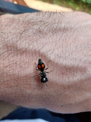 Pseudomethoca hilaris