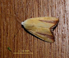 Pardoxia graellsii