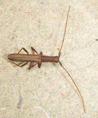 Listrocerum aeolis