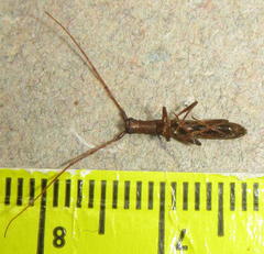 Listrocerum aeolis