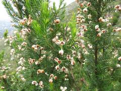 Erica triflora triflora
