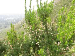 Erica triflora triflora