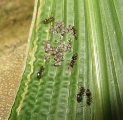 Technomyrmex pallipes
