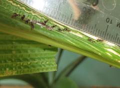 Technomyrmex pallipes
