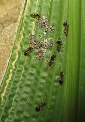 Technomyrmex pallipes