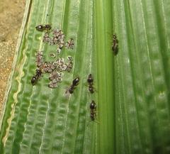 Technomyrmex pallipes