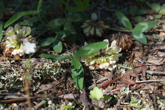 Trifolium virginicum