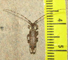 Stenidea insignis