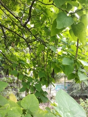 Catalpa speciosa