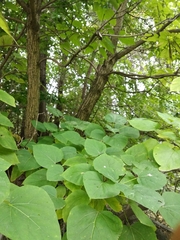 Catalpa speciosa