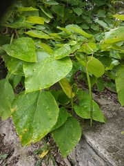 Catalpa speciosa