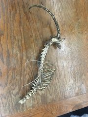 Vulpes vulpes fulvus