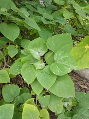 Catalpa speciosa