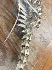 Vulpes vulpes fulvus