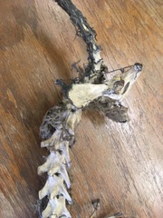 Vulpes vulpes fulvus