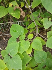 Catalpa speciosa