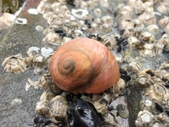 Cryptonatica affinis
