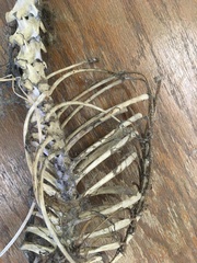 Vulpes vulpes fulvus