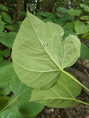 Catalpa speciosa