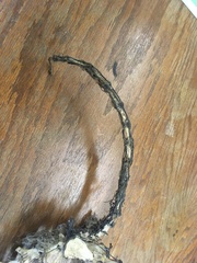 Vulpes vulpes fulvus