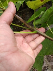 Catalpa speciosa