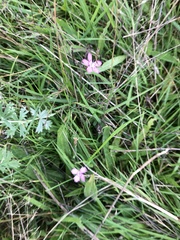 Dianthus deltoides deltoides