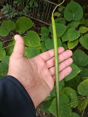 Catalpa speciosa