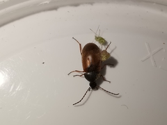 Pseudocistela ceramboides