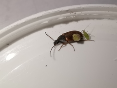 Pseudocistela ceramboides