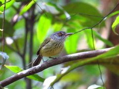Todirostrum maculatum